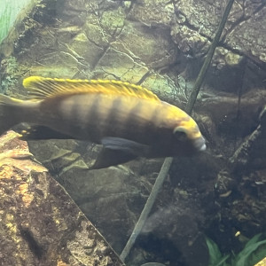 Metriaclima sp.zébra gold kawanga
