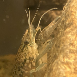 Écrevisse  ? marmor de toutes tailles de 1cm à 5 cm