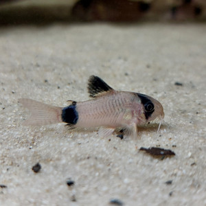 Corydoras Panda