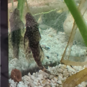 Poissons