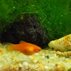 Platys
