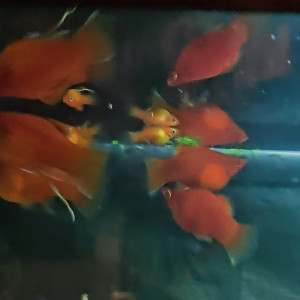 Platys