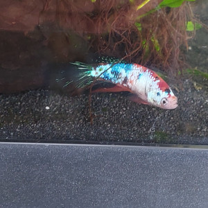Bettas femelles half moon