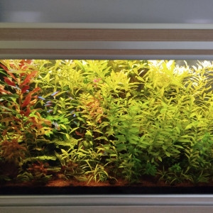 donne/vends poissons, plantes voire l'aquarium