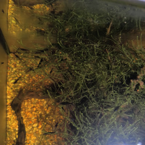 Crevette neocaridina black choco