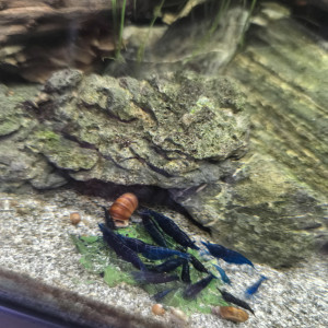 Neocaridina blue velvet