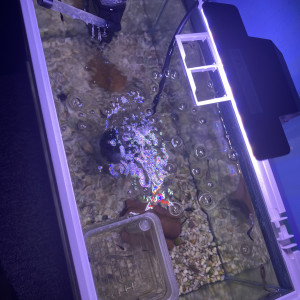 Aquarium complet et poissons