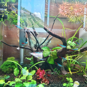 10 neons (Paracheirodon innesi)