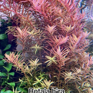 Rotala H’ra