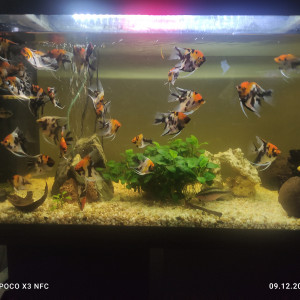Poissons D'aquarium, Scalaires Koï