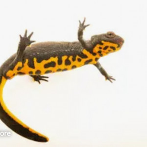 Recherche Cynops Orientalis