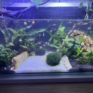 Guppy