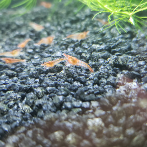 Crevettes rili red