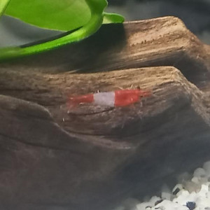 CREVETTES RILI RED