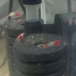 CREVETTES RILI RED
