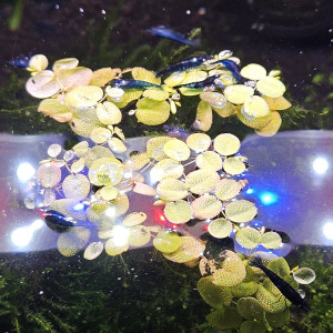 Neocaridina davidi var. blue velvet