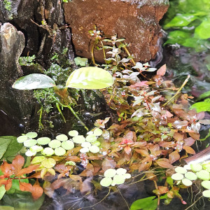 Plantes d'aquarium