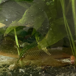 Erpetoichthys calabaricus