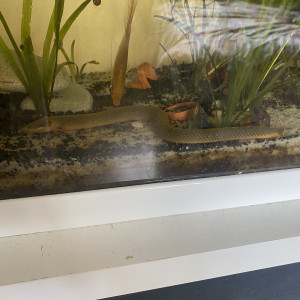 Erpetoichthys calabaricus