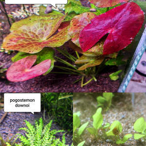 Lot de plantes pour aquarium