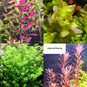 Lot de plantes pour aquarium