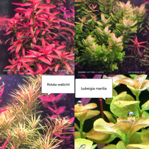 Lot de plantes pour aquarium