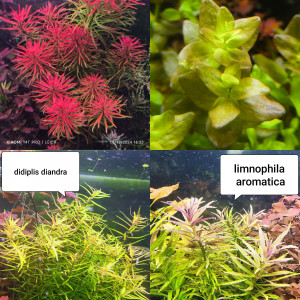 Lot de plantes pour aquarium
