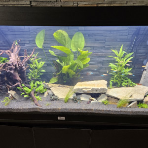 Vend Aquarium complet sous garantie 240l
