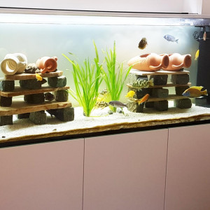 Aquarium Red Sea de 650 litres - 160 cm avec meuble complet