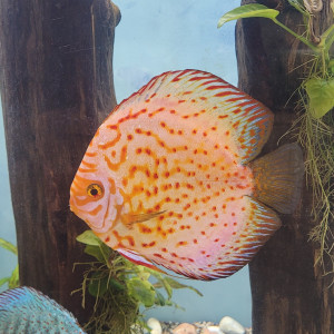 Discus de 20 cm.