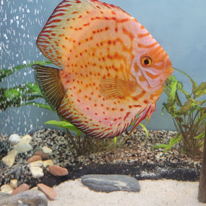 Discus de 20 cm.