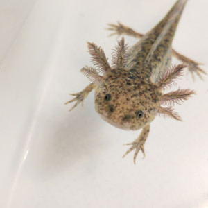 Axolotl