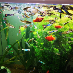 Poissons d’aquarium Guppy
