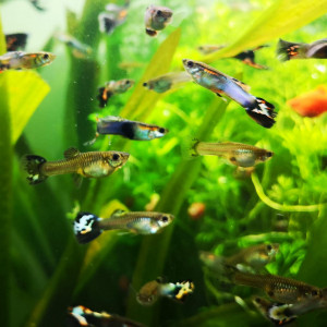 Poissons d’aquarium Guppy