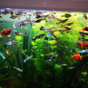 Poissons d’aquarium Guppy
