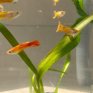 Poisson guppy