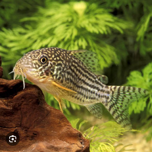 Corydoras sterbai