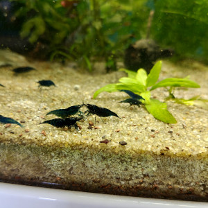 Neocaridina blue dream