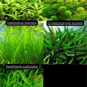 plantes aquarium