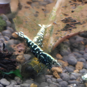 Lot de 12 Galaxy Fishbone issues de boas