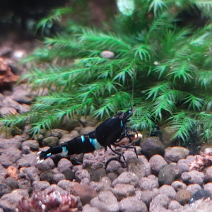 Lot de 12 King Kong Full black