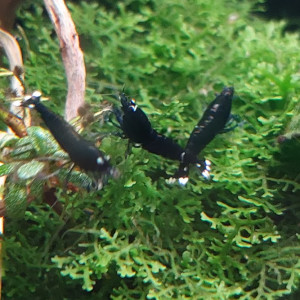 Lot de 12 King Kong Full black