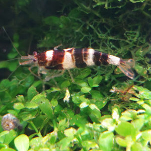 Lot de 12 Princess Bee