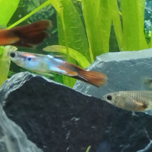 Donne Guppy queue de voile rouge