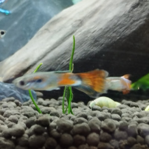 Donne Guppy queue de voile rouge