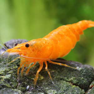 Crevette Sakura davidi orange