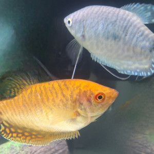 2 gourami femelles