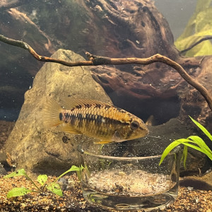 Apistogramma viejita