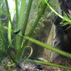 Don Crevettes Blue velvet