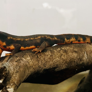 Je recherche des Cynops ensicauda popei, des Cynops pyrrhogaster et des Cynops cyanurus
